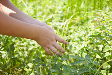 Fototapeta na wymiar Hands of a child reaching to a green mint.