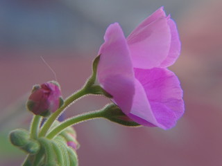 Fototapeta premium pink orchid on a green background