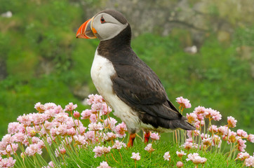 Papageientaucher auf Klee