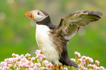 Papageitaucher breitet die Flügel aus
