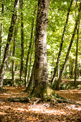 Belgrad forest in Istanbul