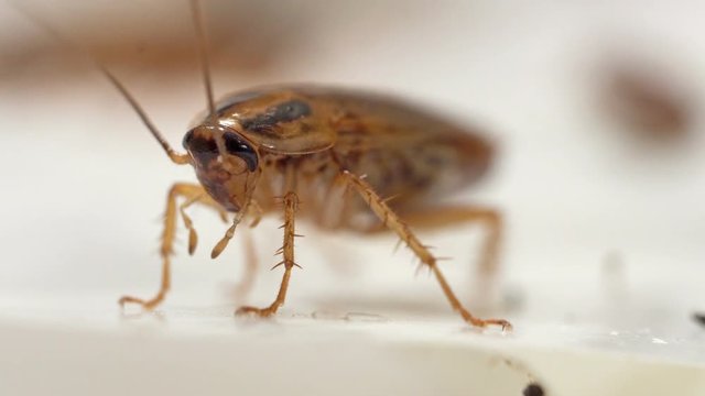 Red cockroach standing and wiggling its whiskers front view macro shot. 4K resolution real time.