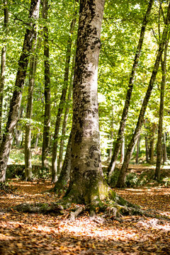 Belgrad Forest In Istanbul