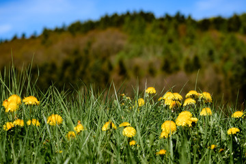 Landscape of a few Common Dandelion (Taraxacum) in a meadow