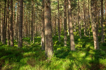 Trees int the Glenmore Forest Park, Cairngorms in the Scottish Highlands, UK.