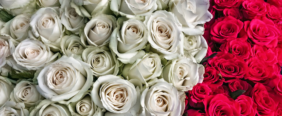 Obraz na płótnie Canvas Natural white red roses background Valentine's Day