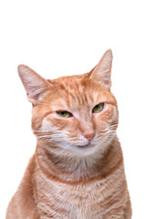 Funny looking muzzle of Red Cat on white Background