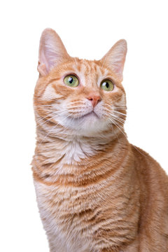 Close-up of red cat looking up on white background