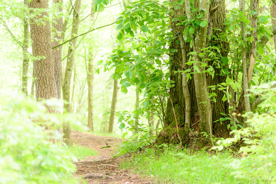 A footpath in the forest