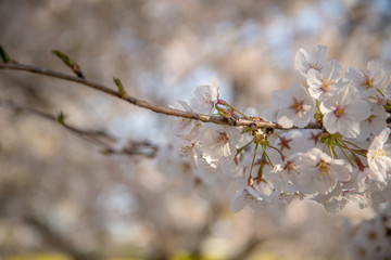 権現堂_桜