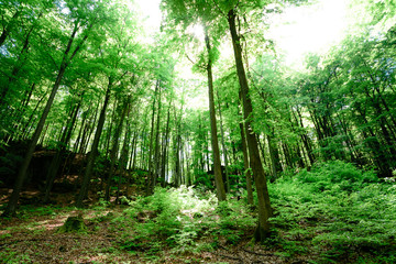 Fototapeta na wymiar Tree scape in the forest
