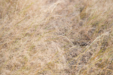 Decay and sadness. Dead grass. Brown grass background. Dry plants or grass texture closeup. Autumn grass. Autumn in coutryside. Life cycle. Seasonal changes