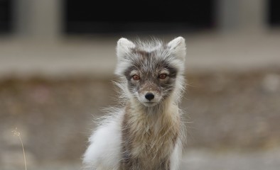 Obraz premium Face to Face with an Arctic Fox in Pyramiden Svalbard, Norway 