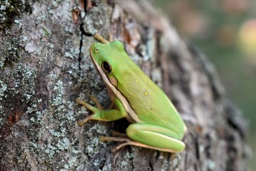 Tree Frog