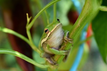 Garden Friend
