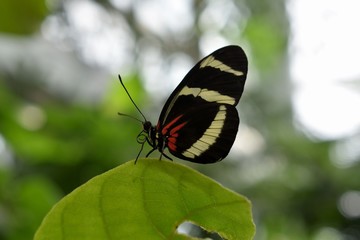 Obraz na płótnie Canvas Fragile Butterfly