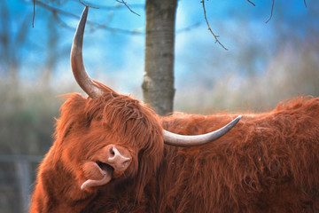 Funny Scottish Highland Cattle cow with brown long and scraggy fur and big horns sticking its tongue out