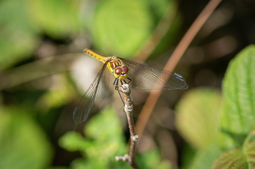 Common darter dragonfly on top of a twig