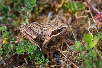 Common frog on moss