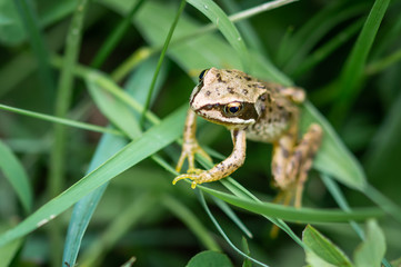Frog on grass