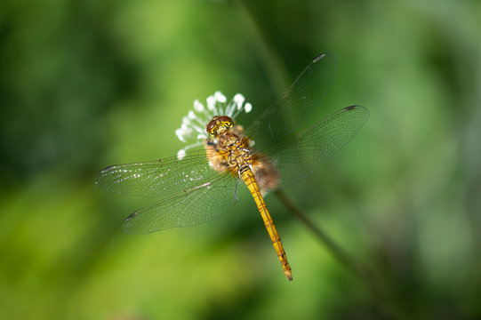 Common Darter dragonfly on a seed head