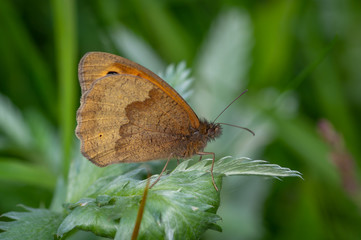 Meadow Brown butterfly seen from the side