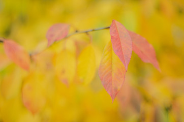 Closeup of colorful cherry leaves in the garden in beautiful autumn season