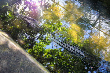 Crocodile in water with sun beam and tree reflection, wild tropical animal photo. Alligator hiding in pond