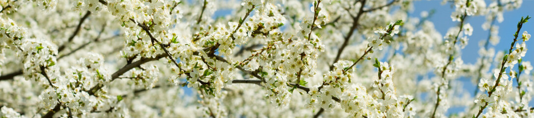 image of a flowering tree in spring park closeup