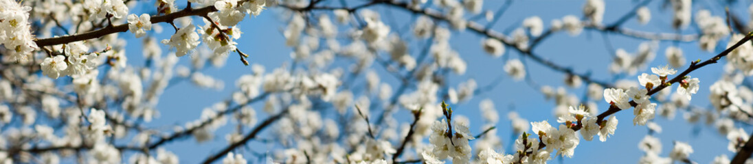 image of a flowering tree in spring park closeup