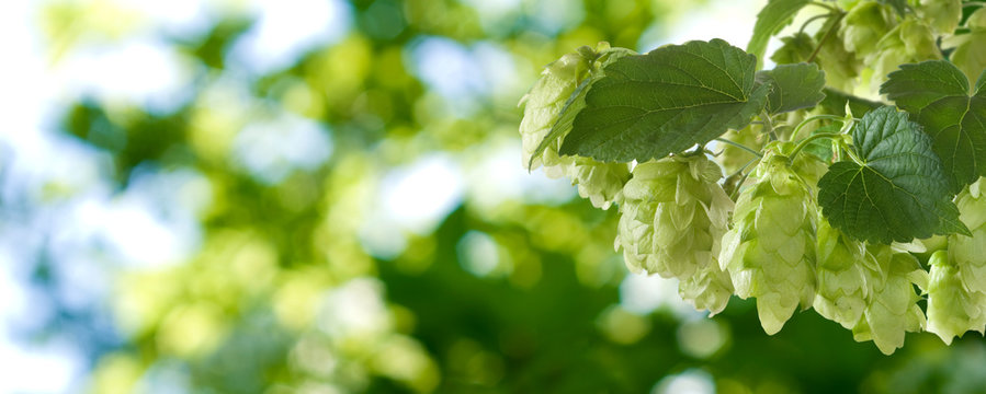 image of branches hop on a green background closeup