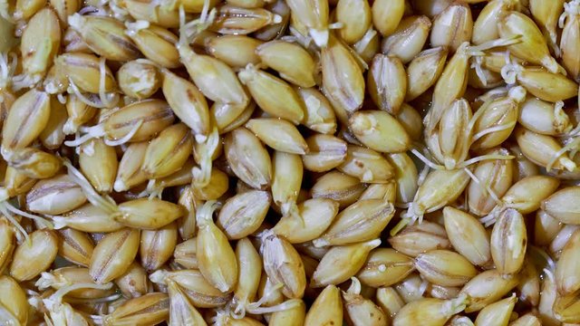 Organic grains of malted barley to prepare beer