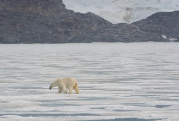 Polar Bear Walking on the pack ice looking for a meal, in Svalbard, Norway, in the Arctic Circle on the Billefjorden © Maximilien
