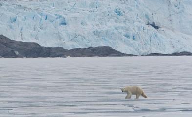Polar Bear walking on the Pack ice in front of the Nordenskiöeld Glacier in Svalbard, Norway, on the Billefjord in the Arctic Circle  © Maximilien