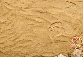 Fototapeta na wymiar Seashells and human footprints on beach sand