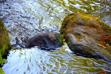 sun reflects in river makes water surface bright yellow, dark stones in front