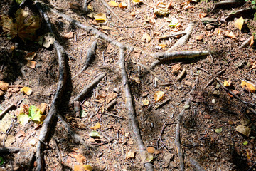 roots of pine and larch trees mountain rock shape relief and textured with bright sun and shadows
