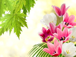 Fototapety  Obraz wielu kwiatów tulipanów w zbliżeniu w ogrodzie
