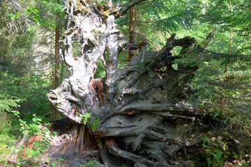 roots of pine and larch trees mountain rock shape relief and textured with bright sun and shadows