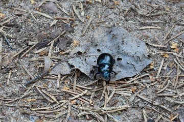 black bug shining blueish in sunlight against brown background of dry pine needles