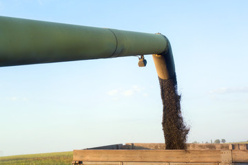 Pouring of sunflower seeds from unloader into body of truck