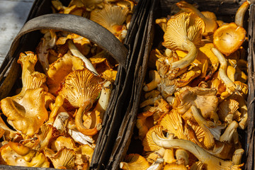 frische Pilze in Holzkörben, Pfifferlinge