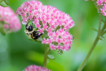 A wet bee on Sedum Autumn Joy in a raining day