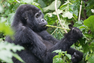Wild Gorilla in the Bwindi Impenetrable Forest in Uganda