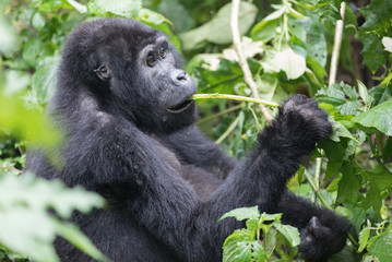 Wild Gorilla in the Bwindi Impenetrable Forest in Uganda