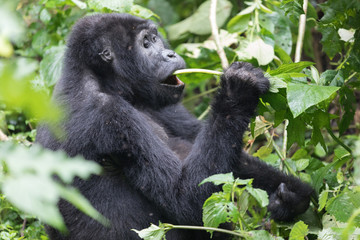 Wild Gorilla in the Bwindi Impenetrable Forest in Uganda