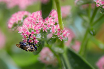A wet bee on Sedum Autumn Joy in a raining day