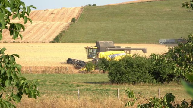 Moissonneuse-batteuse r&eacute;colte dans un champs de bl&eacute;