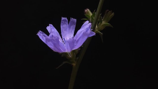 Timelapse of blue chicory flower blooming on black background