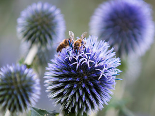 Bees seek nectar or pollen on the flowers of a purple globe thistle